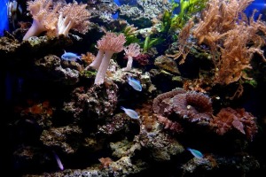 terumbu karang