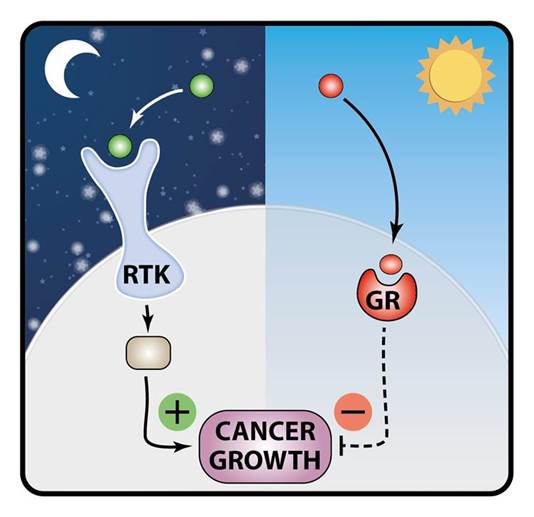 Reseptor pemicu dan penghambat petumbuhan kanker di malam dan siang hari. (Image: http://wis-wander.weizmann.ac.il/)