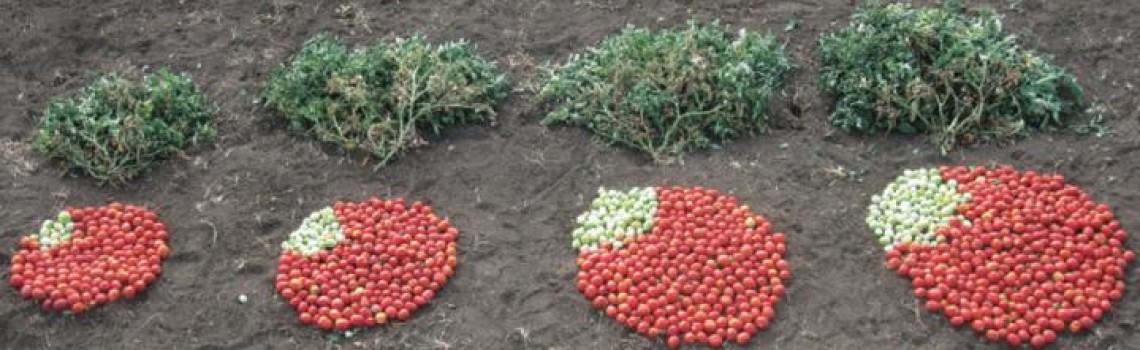 tomat rekayasa genetik