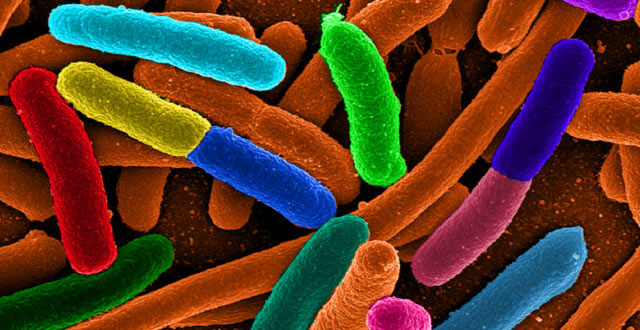 mikrobiota usus, mikrobioma