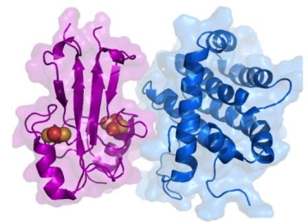 Kombinasi studi eksperimental dan teoritis, khususnya direct coupling analysis (DCA) telah mengungkapkan interaksi antara NAF-1 (magenta) dan Bcl-2 (biru) secara meneluruh. Dua protein ini terkait sebagai penentu utama hidup dan matinya sel.