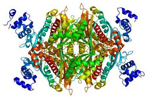 HMG-CoA reductase ( 3-hydroxy-3-methyl-glutaryl-CoA reductase atau HMGCR). (Image: PDB 1dq8)