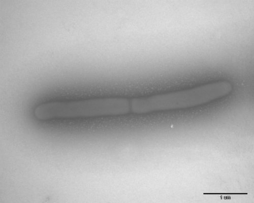 Marinilactibacillus piezotolerans, salah satu bakteri sedimen dasar laut. (Photo: Toffin et al., 2005. IJSEM. doi: 10.1099/ijs.0.63236-0.