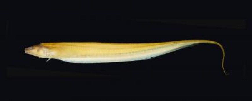 Procerusternarchus pixuna, spesies baru knifefish listrik yang ditemukan di beberapa anak Sungai Negro di Negara bagian Amazonia, Brasil (Credit: University of Massachusetts at Amherst)