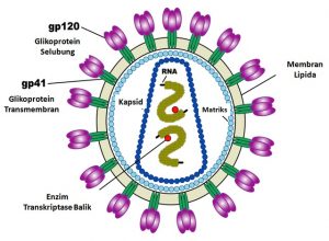 Struktur virus HIV.