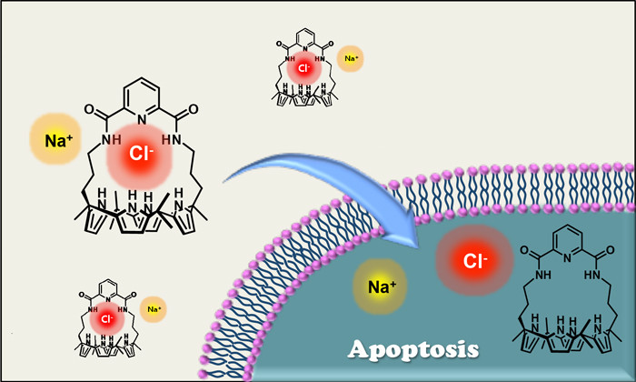 Transporter ion sintetis dapat menginduksi apoptosis dengan memfasilitasi transportasi anion klorida ke dalam sel.