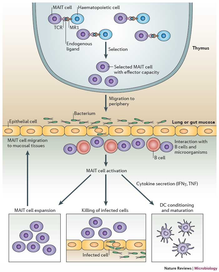 Mekanisme antimikroba dari sel MAIT