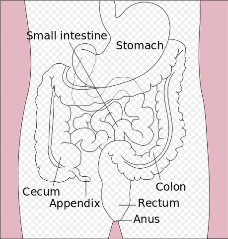 Ilustrasi, diagram saluran pencernaan bawah.