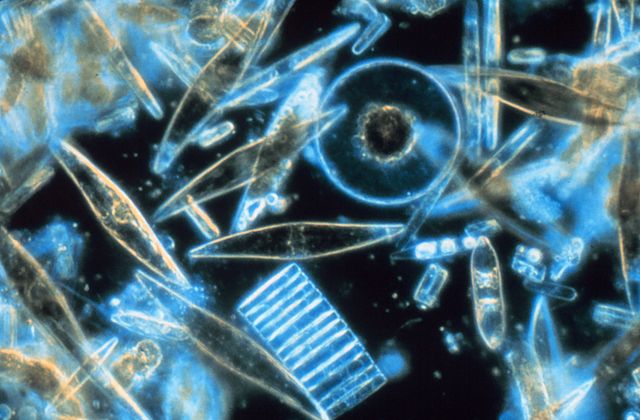 iatom, salah satu jenis paling umum dari fitoplankton. (Photo: Prof. Gordon T. Taylor, Stony Brook University)