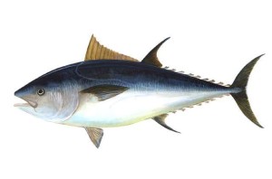 Ikan, sumber asam lemak omega-3. (Photo: NOAA)