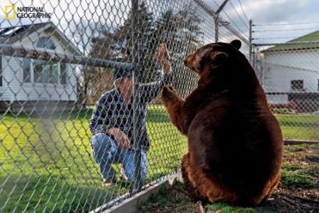 John Matus membeli seekor beruang saat masih berusia bayi dan memeliharanya. Beruang tersebut kemudian dinamai Boo Boo. Namun, hewan itu akhirnya ia kirim ke tempat perlindungan satwa liar karena Boo Boo terlihat nampak kesepian. (Credit: Vincent J. Musi / National Geographic)