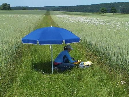 Sampling cacing tanah di rumput pembatas antara lahan pertanian di Southern Bavaria. (Photo: S. Wolfrum / TUM)
