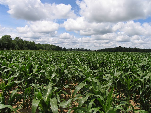 Ilustrasi, lahan pertanian. (Credit: MSU/Michigan State University)