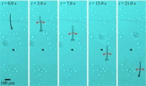 MagnetoSperm berenang menggunakan flagella. Kemampuan berenang ini berasal dari osilasi medan magnet lemah. (Credit: I.S.M. Khalil/GUC & S. Misra/U.Twente)