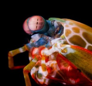 Mata udang mantis. (Credit: Michael Bok)