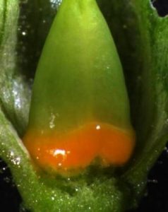 Ovarium (bakal buah) dan nektari pada bunga Nicotiana