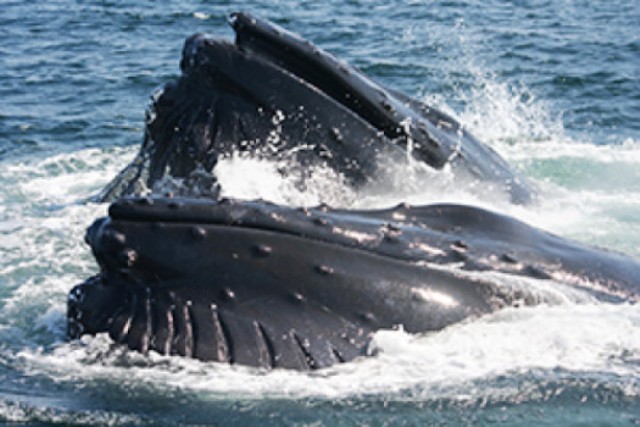 paus bungkuk, humpback whale