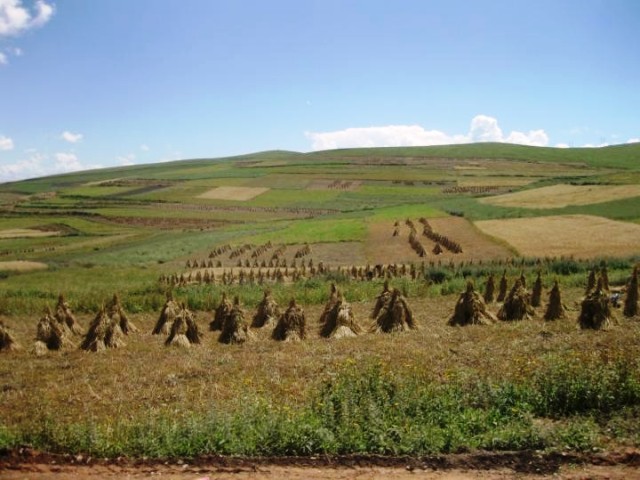pertanian dataran tinggi tibet