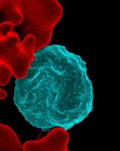 Colorized scanning electron micrograph menunjukkan sel darah merah yang terinfeksi parasita malaria (biru) dan sel normal (merah) (Credit: NIAID)