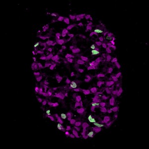 Gambar 'embrioid' pada awal munculnya sel-sel positif SOX17 (sel hijau), yang menggambarkan kelahiran keturunan sel germinal manusia. (Credit: Walfred Tang, University of Cambridge)