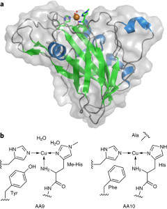 Struktur enzim baru famili lytic polysaccharide monooxygenase. (Image: Hemsworth et al, 2013. doi: 10.1038/nchembio.1417)