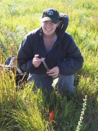 Laura Winkler, mahasiswa pascasarjana South Dakota State University mengumpulkan spesimen untuk menentukan keragaman populasi semut di padang rumput yang dipulihkan di timur South Dakota. Penelitiannya akan membantu para ilmuwan melacak kemajuan upaya restorasi di US Fish and Wildlife Services. (Credit: South Dakota State University)