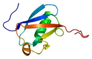 2′-5′-oligoadenylate synthetase-like, OASL. (Image: PDB 1wh3)