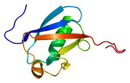 2′-5′-oligoadenylate synthetase-like, OASL. (Image: PDB 1wh3)