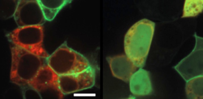 Toll-like receptor 2 biasanya terlokalisasi pada membran sel (garis hijau, panel kiri). Namun, protein KSHV mempengaruhi distribusi normalnya (hijau terdifusi, panel kanan). Retikulum endoplasma ditampilkan dalam warna merah. (Credit: Helmholtz Centre for Infection Research)