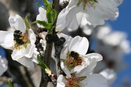 Seekor lebah penambang (kiri) dan lebah madu Eropa mengunjungi bunga almond di California Utara. (Credit: Albert-Ludwigs-Universität Freiburg)
