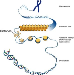 histon, kromosom