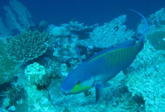 ikan kakatua, parrotfish