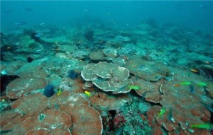 terumbu karang, porites