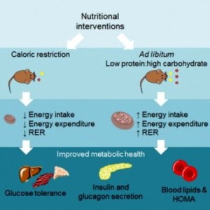 diet, protein, karbohidrat