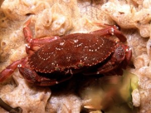 kepiting batu, habitat