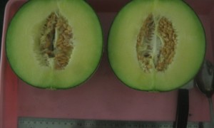 melon tacapa, UGM
