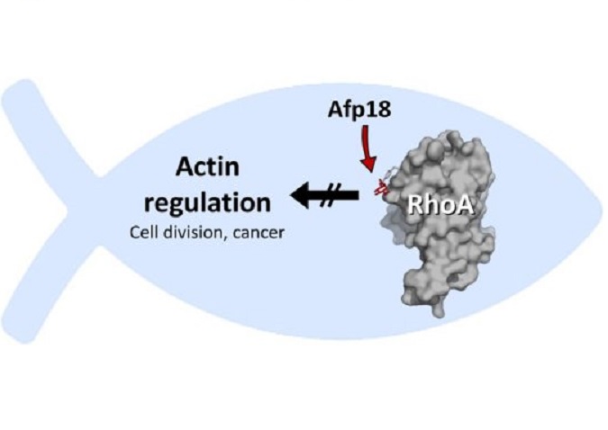 Afp18, patogen, protein Rho