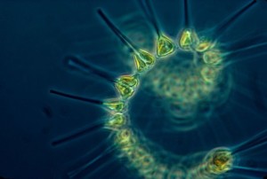 alga, fitoplankton