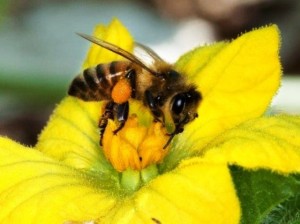 lebah madu, insektisida
