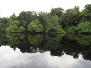 hutan amazon