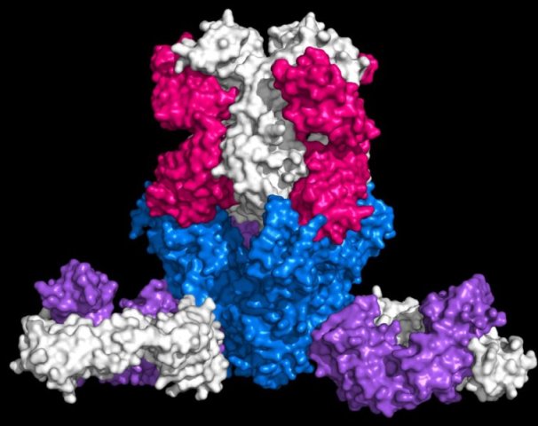 glikoprotein virus ebola, antibodi monoklonal