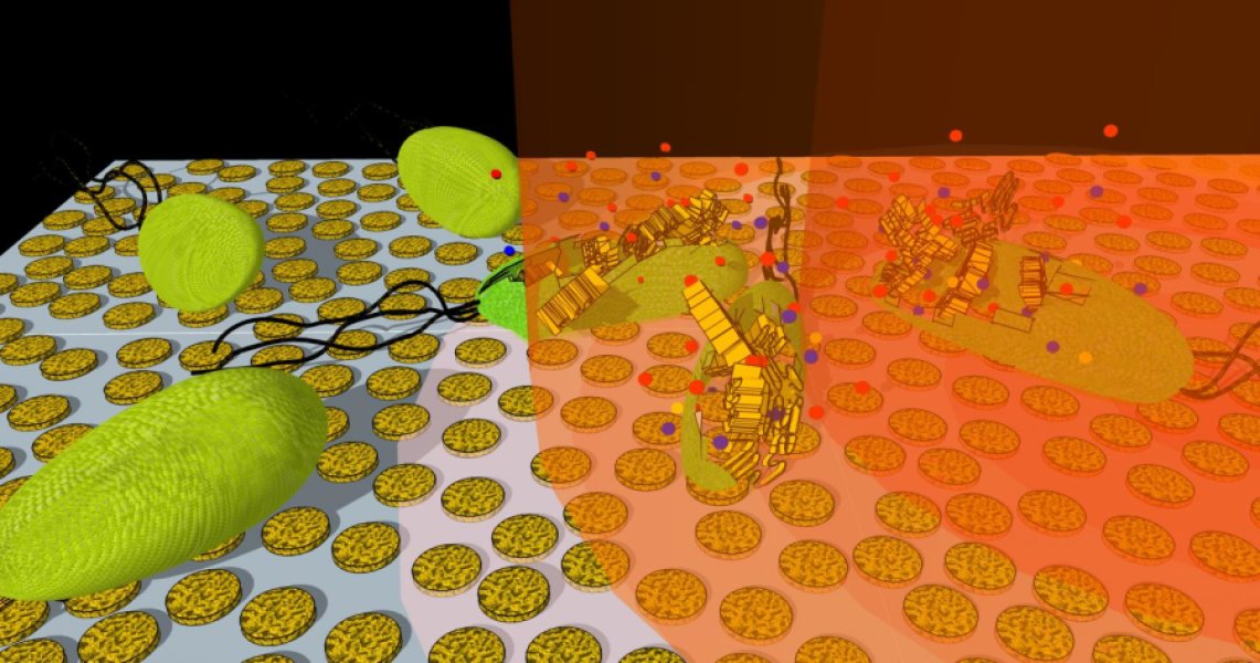 bakteri, nanopartikel emas, inframerah