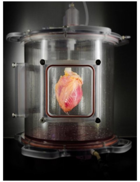 jantung, pluripotent stem cell, bioreaktor