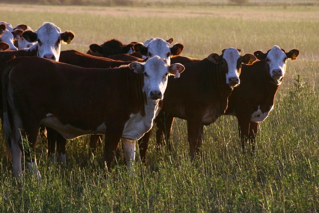 peternakan sapi