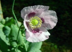 Papaver somniferum, Isoquinoline