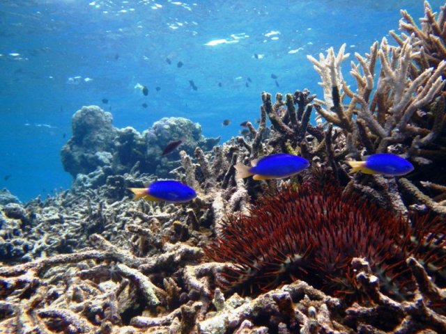 karang mati, great barrier reef