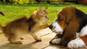 Tips Memelihara Hewan Bagi Yang Punya Alergi Dengan Kucinag/Anjing